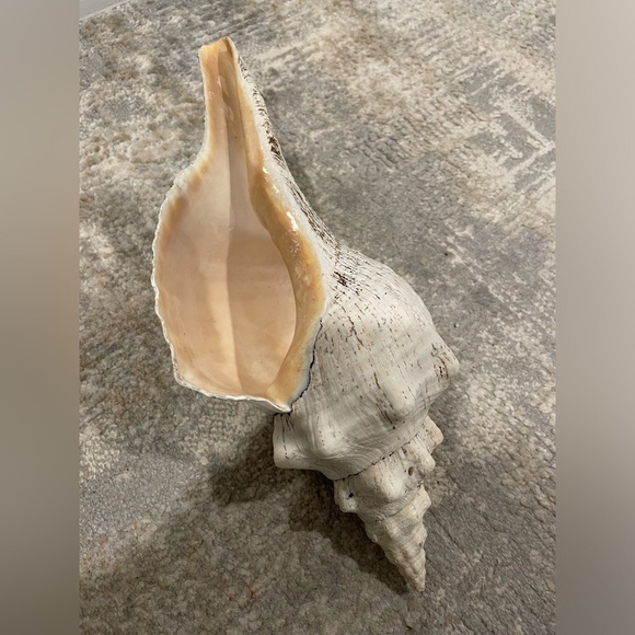 Giant Florida Horse Conch Sea Shell 13-13.5” Collectible - Triplofusus Giganteus - Picture 1 of 6
